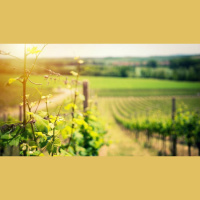 Does John 15 Defy Calvinism?