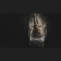 Is My Pastor a Bully?