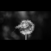 Where Is Providence in the Vanity of Ecclesiastes?