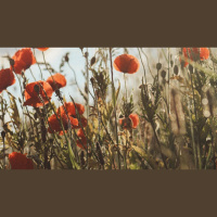 How Do I Stop Rooting My Joy in My Circumstances?