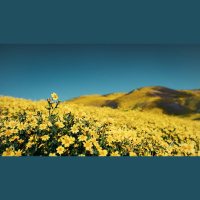 Is Enjoying God the Same as Glorifying God?