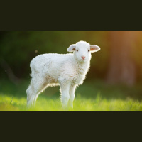 Did Jesus Disregard the Sacrificial System?