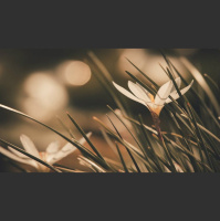 Does Christian Hedonism Make Joy an Idol?