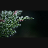 Does Christmas Bring Peace or War?