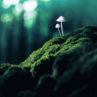 Meditating on Psychedelics