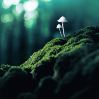 Psychedelics, Technology, and the Future of Meditation, with Michael Taft, Mikey Siegel,  Vince Horn