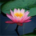 Lois Wetzel, Mfa -mystical Teachings