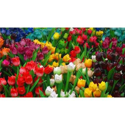 Lois Wetzel, Mfa -mystical Teachings