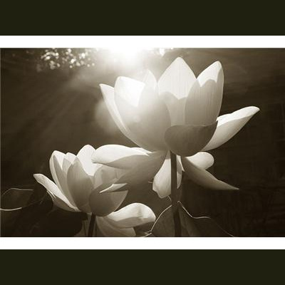 Lois Wetzel, Mfa -mystical Teachings