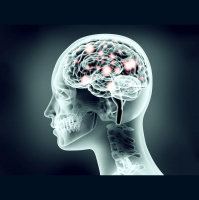 Nutrients to Help Heal the Blood Brain Barrier