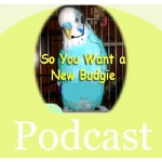 So You Want A New Budgie/parakeet