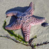 Episode 128: The Living Water - Streams of Joy!