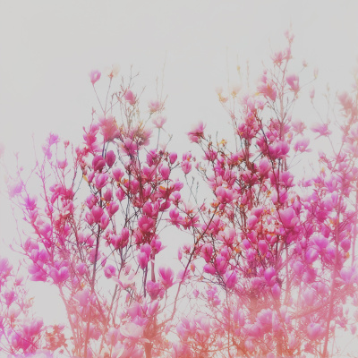 The Abdi Assadi Podcast