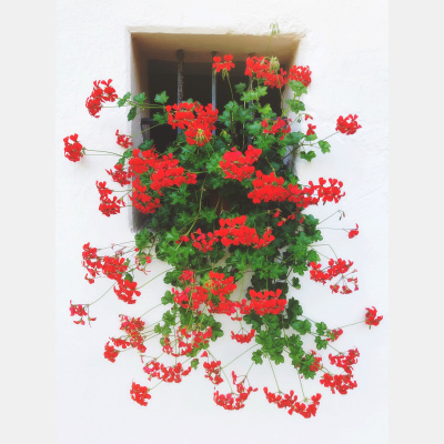 The Abdi Assadi Podcast