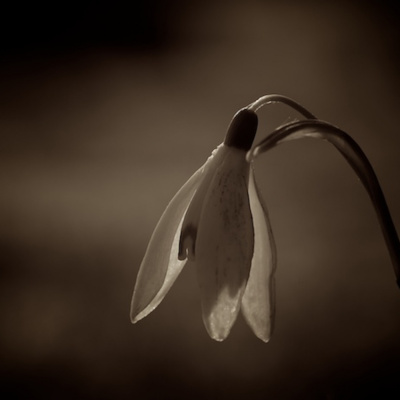 Sanatan Dharm Net Vani