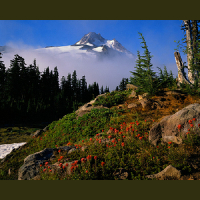 New Creation Ministries International