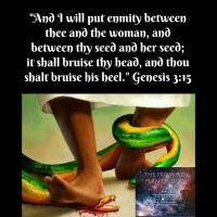 The Promised Plan of God - Genesis 3:15 