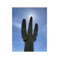 God you made known to me the path of life. You fill me with joy as I follow it.