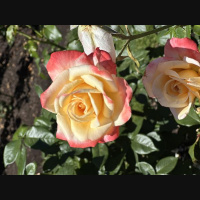 Your way of life determines your adaptability to change.