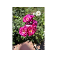 Be faithful to the truth. You will be rewarded.