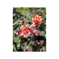 For the beauty of the earth.