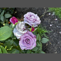 Great is our Lord and mighty in power his understanding has no limit.