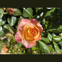 The heavens declare the glory of God.