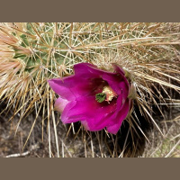 Doing wrong is fun for a fool. Living wisely brings pleasure to the sensible.