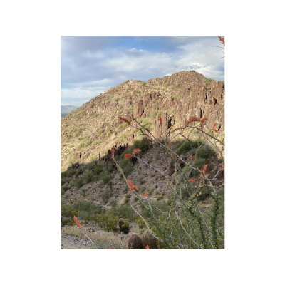 Ihs Together Eca International