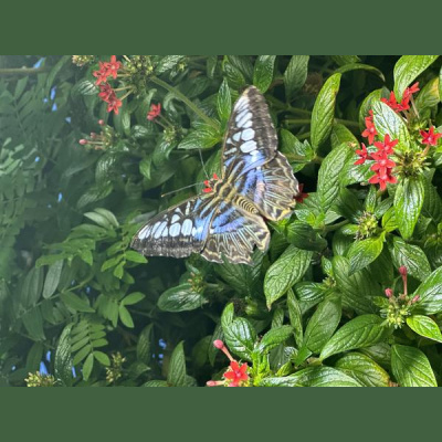 Ihs Together Eca International