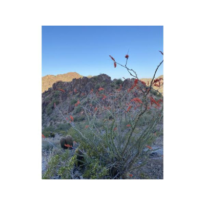 Ihs Together Eca International