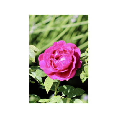 Ihs Together Eca International