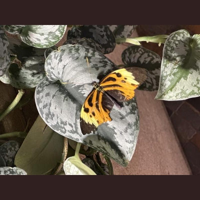 Ihs Together Eca International