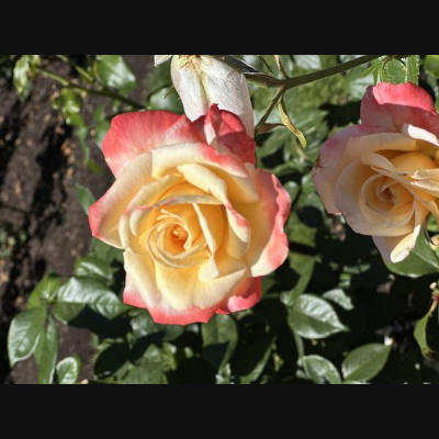 Ihs Together Eca International