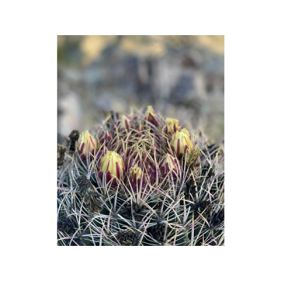 Ihs Together Eca International