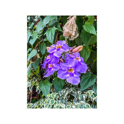 Ihs Together Eca International