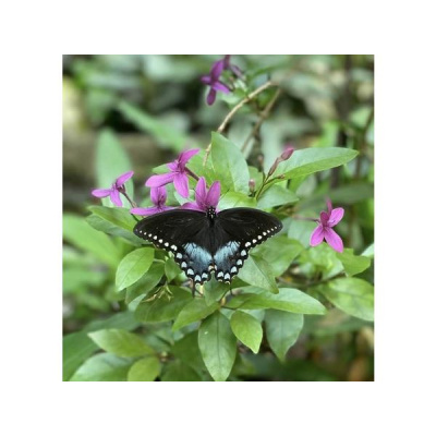 Ihs Together Eca International