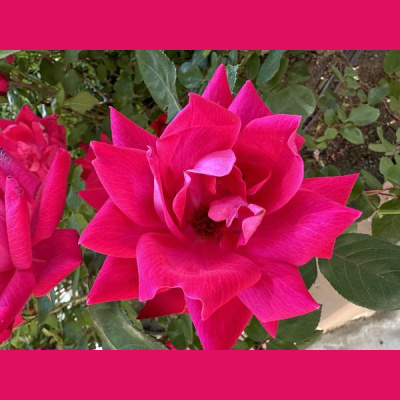 Ihs Together Eca International