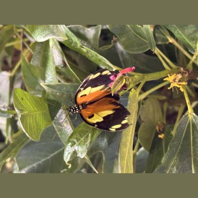 Ihs Together Eca International