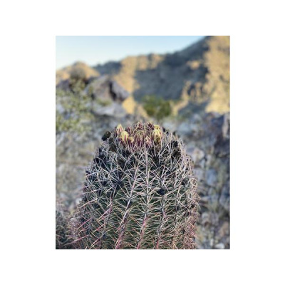 Ihs Together Eca International