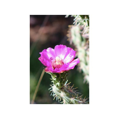 Ihs Together Eca International