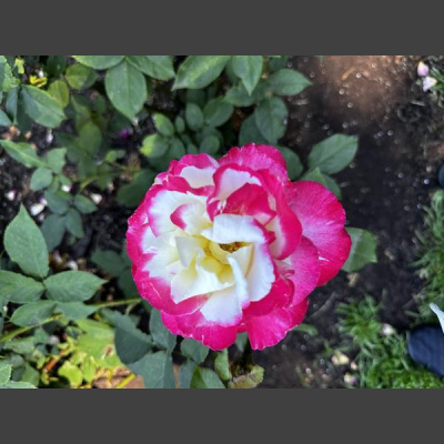 Ihs Together Eca International