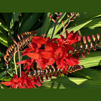 Ihs Together Eca International