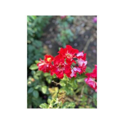 Ihs Together Eca International