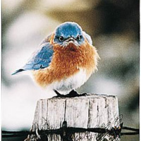 Flemming and Twitter