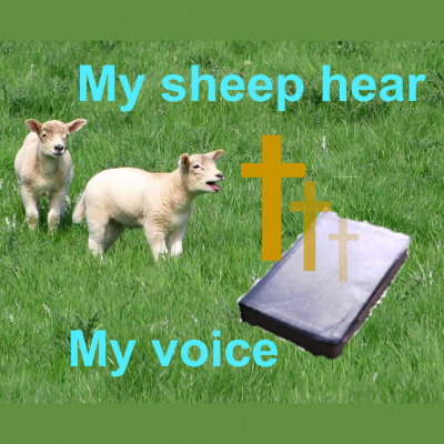My Sheep Hear My Voice