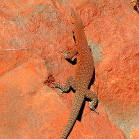 HD-9 Rock monitor behavior