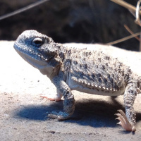 HD-6 Lizard Extinctions 3-15