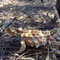 HD-4 Lizard skin 3-17-15