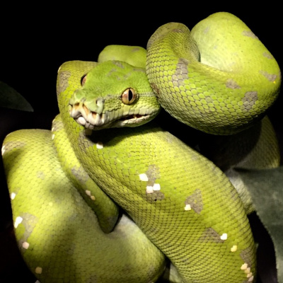 Herpetological Discussions